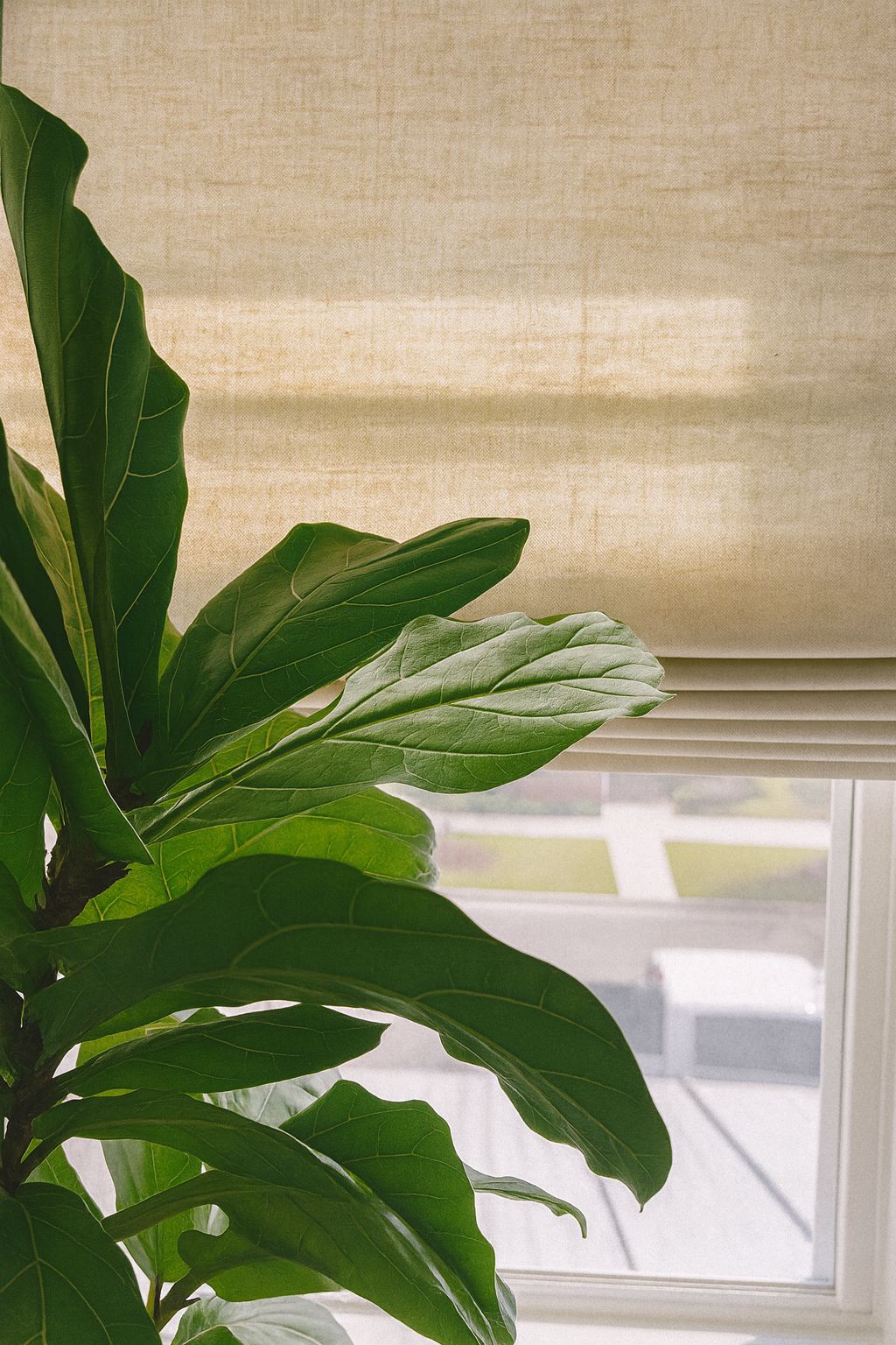 CORDLESS Roman shades (Light Filtering) 36"x64"